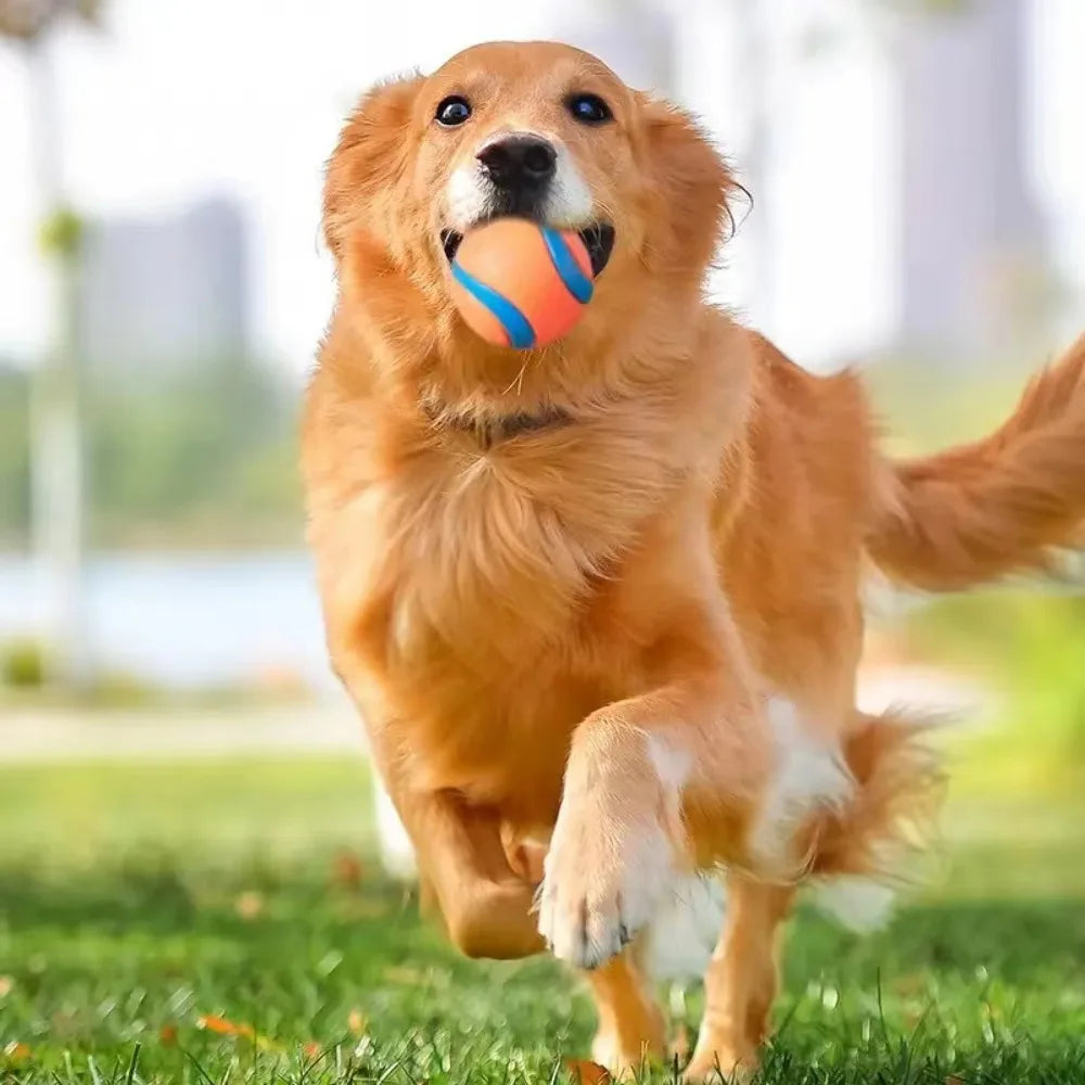 Bouncy Fetch Ball Dog Toy