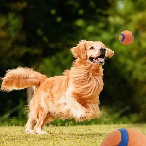 Bouncy Fetch Ball Dog Toy