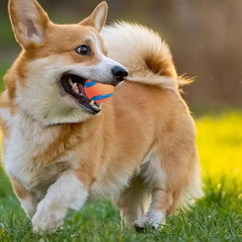 Bouncy Fetch Ball Dog Toy